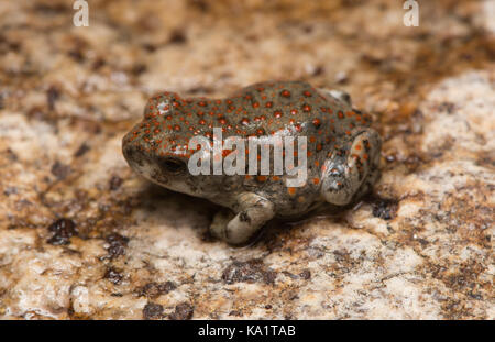 Una recente metamorfosate pezzata di rosso (rospo Anaxyrus punctatus) da Pima County, Arizona, Stati Uniti. Foto Stock