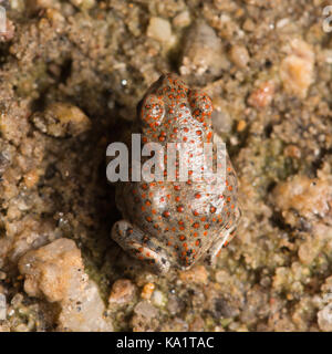 Una recente metamorfosate pezzata di rosso (rospo Anaxyrus punctatus) da Pima County, Arizona, Stati Uniti. Foto Stock