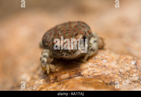 Una recente metamorfosate pezzata di rosso (rospo Anaxyrus punctatus) da Pima County, Arizona, Stati Uniti. Foto Stock