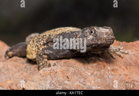 Un adulto maschio Chuckwalla comune (Sauromalus ater) da sonora, Messico. Foto Stock