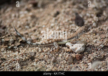 Un bambino zebra-tailed lizard (callisaurus draconoides) da sonora, Messico. Foto Stock