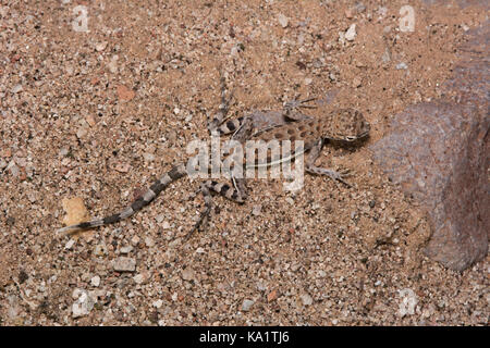 Un bambino zebra-tailed lizard (callisaurus draconoides) da sonora, Messico. Foto Stock