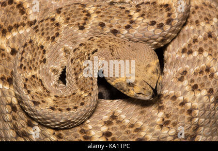 Rattlesnake (Crotalus atrox) con supporto a diamante occidentale da sonora, Messico. Foto Stock