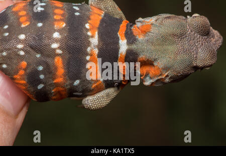 Una femmina adulta di Dickerson Collarred Lizard (Crotaphytus dickersonae) di sonora, Messico. Foto Stock