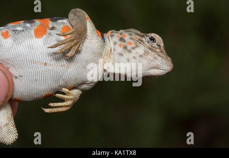 Una femmina adulta di Dickerson Collarred Lizard (Crotaphytus dickersonae) di sonora, Messico. Foto Stock