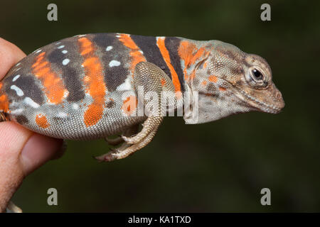 Una femmina adulta di Dickerson Collarred Lizard (Crotaphytus dickersonae) di sonora, Messico. Foto Stock