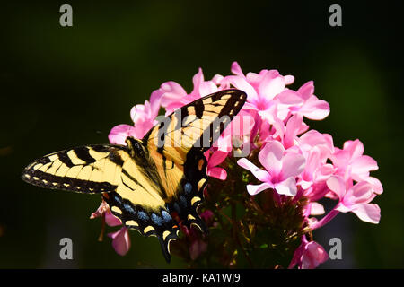 Orientale a coda di rondine di tiger butterfly (Papilio glaucus) alimentazione in rosa phlox nel giardino con un ombra scura sullo sfondo. Foto Stock