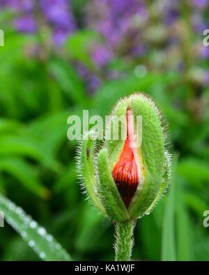 Un singolo o rosso papavero Orange Bud apertura nel giardino coperto con gocce di pioggia. Foto Stock