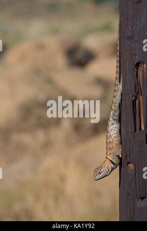 Un giovane deserto lucertola spinosa (sceloporus magister) arroccato a testa in giù su un post presso il parcheggio del Giardino del Diavolo, vicino a Escalante, Utah, Stati Uniti d'America Foto Stock