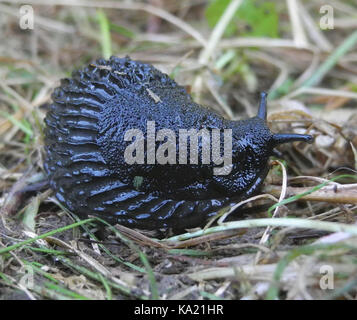 Un giardino comune slug è il nero slug - Arion ater - un grande mollusco gasteropode spesso visibili nei giardini e nei prati dopo la pioggia. Foto Stock