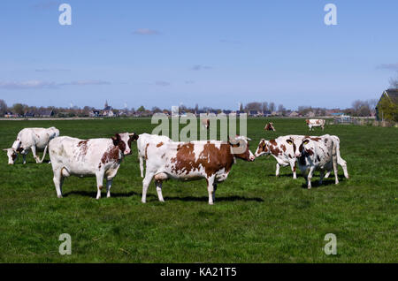 Mucca in un bel campo verde di erba nei pressi di un piccolo villaggio in Olanda Foto Stock