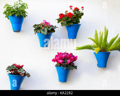 Decorazione andalusa con fiori tipici vasi su facciate in patio andaluso Foto Stock