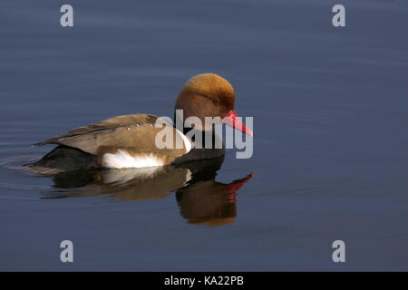 Il pistone di anatra, netta rufina, rosso-crested pochard, anatra, uccelli, uccelli, formato orizzontale Foto Stock