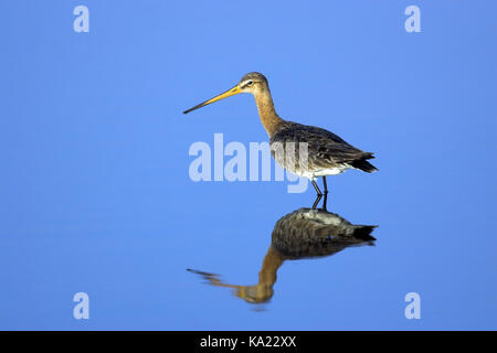 Banca beccaccino, Limosa limosa, uccelli, nero-tailed godwit, formato orizzontale Foto Stock