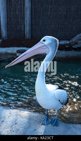Australian pelican bird close up ritratto in piedi sul bordo del laghetto di acqua Foto Stock