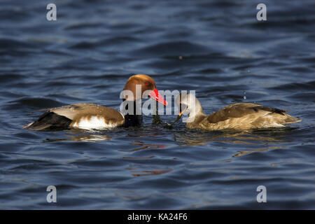 Il pistone di anatra, rosso-crested Pochard, Netta Rufina, Kolbenente / rosso-crested Pochard / Netta rufina Foto Stock