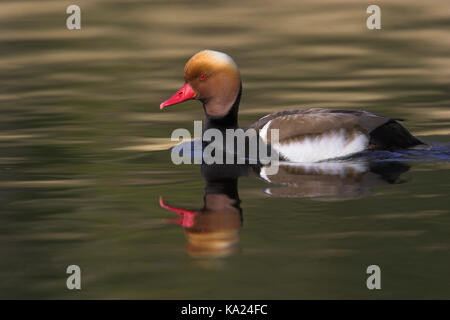 Il pistone di anatra, rosso-crested Pochard, Netta Rufina, Kolbenente / rosso-crested Pochard / Netta rufina Foto Stock