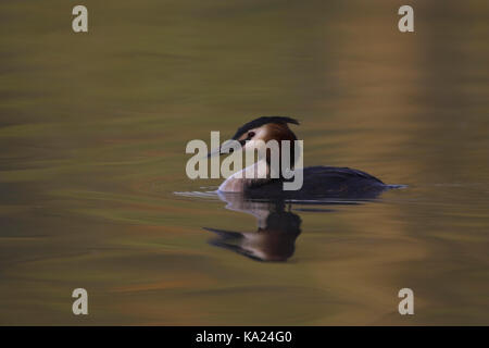 Cofano motore subacqueo, Svasso maggiore, Podiceps cristatus, Haubentaucher / Svasso maggiore / Podiceps cristatus Foto Stock