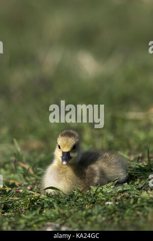 Oca Graylag, Gray-Lag Goose, Anser anser, Graugans / Gray-Lag Goose / Anser anser Foto Stock