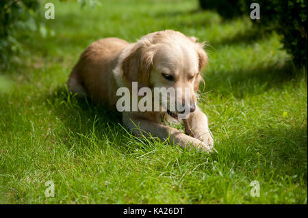 Il labrador golden retriever cane è rosicchia un bastone di legno su un prato verde in un giardino Foto Stock