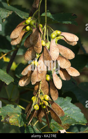 Semi alati su un albero di sycamore (noto anche come samaras o elicotteri nick-named), Regno Unito Foto Stock