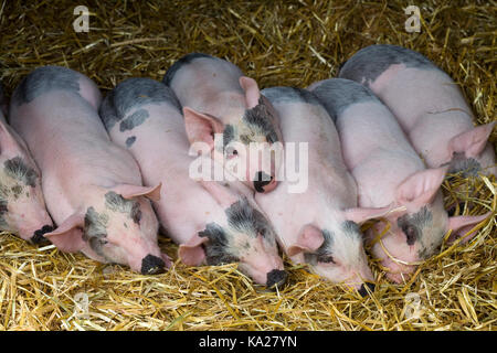 Sus scrofa domesticus, Croce Bianca suinetti addormentato in un coperto di paglia stabile Foto Stock