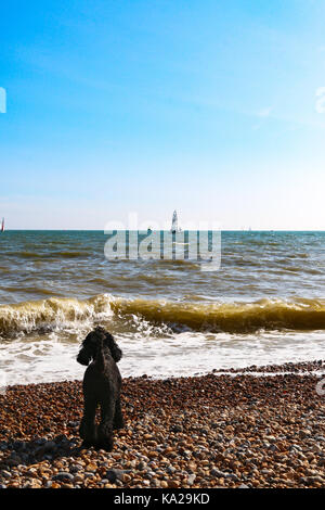 Nero barboncino in miniatura a guardare il mare #1 Foto Stock