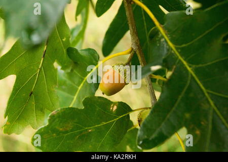 Lopuchowo, Polonia. 23 settembre 2017. L'inizio dell'autunno nella foresta di Zielonka. Nella foto: Foglie e ghiande di quercia (Quercus sp.). Crediti: Dawid Tatarkiewicz/ZUMA Wire/Alamy Live News Foto Stock