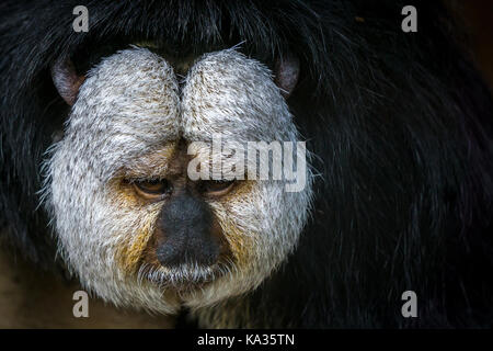 Malinconici saki monkey Foto Stock