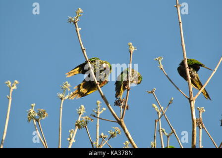 Sporco maritaca pappagalli dopo un incendio Foto Stock