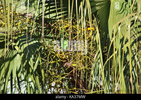 Pappagallo verde maritaca mangiare Foto Stock