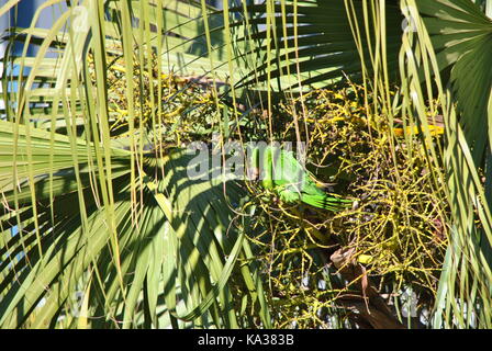 Pappagallo verde maritaca mangiare Foto Stock