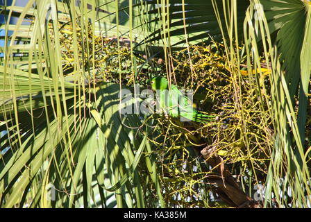 Pappagallo verde maritaca mangiare Foto Stock