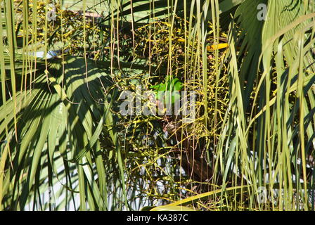 Pappagallo verde maritaca mangiare Foto Stock