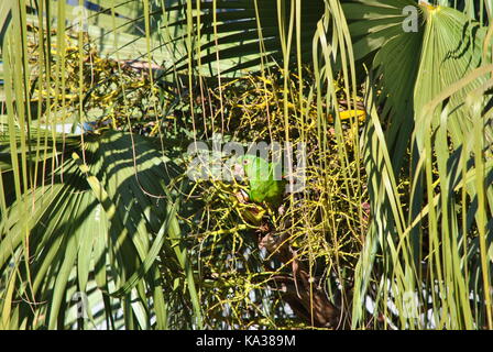 Pappagallo verde maritaca mangiare Foto Stock