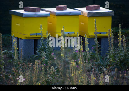 Beehive alveari nell'apiario. crescente di colonie di api per ottenere il miele. bee case. Foto Stock