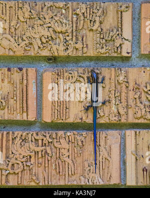 Blue tailed skink aderisce alla luce arancione mattoni nel Mississippi. Foto Stock