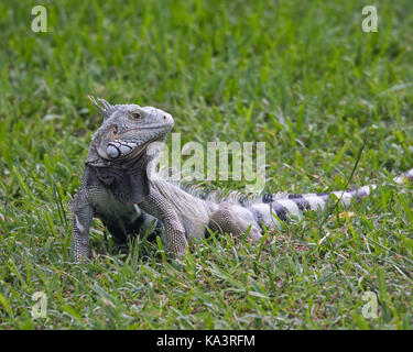 Wild iguana sull isola di Aruba. Foto Stock