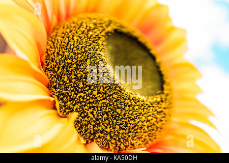 Macro closeup dei grandi fiori di girasole decorazione con nuvoloso blu sullo sfondo del cielo che mostra il dettaglio e la consistenza dei petali gialli Foto Stock