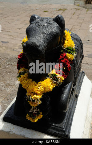 Nandi statua sacra bull del signore Shiva al fiume Godavari, nashik, Maharashtra, India, Asia - rmm 258735 Foto Stock