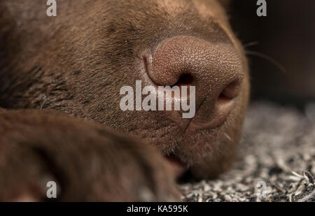 Primo piano sul muso di un 3-mese-vecchio cioccolato labrador cucciolo Foto Stock