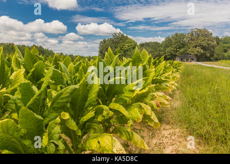 Campo di tabacco nelle zone rurali di Virginia, Stati Uniti d'America. Foto Stock