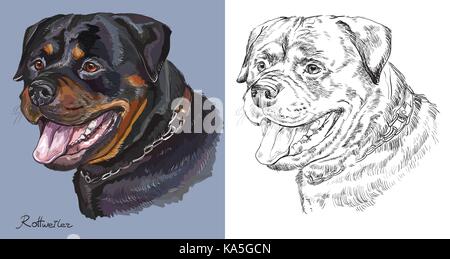 Ritratto colorato di rottweiler su sfondo blu e di colore nero su sfondo bianco del vettore di disegno a mano illustrazione Illustrazione Vettoriale