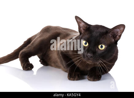 Nero gatto birmano che giace sul lato, sfondo bianco Foto Stock
