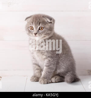 Scotch gattino su un sfondo di legno Foto Stock