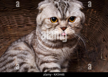 Strisce bicolore gatto con gli occhi gialli Scottish Fold si siede in un cestello di legno Foto Stock