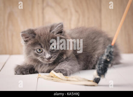 Grigio giocoso kurilian bobtail gattino Foto Stock