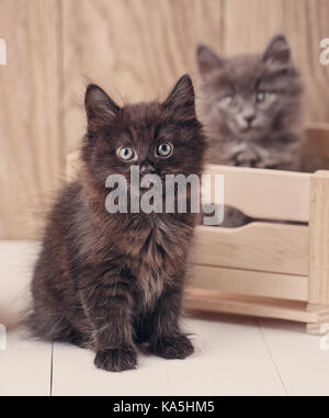 Nero e grigio kurilian bobtail cat ritratto. Foto Stock