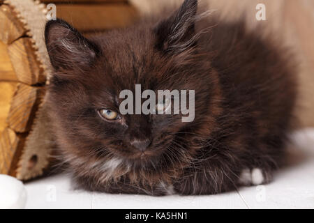 Black kitty cat giace e quasi si è addormentato. Foto Stock