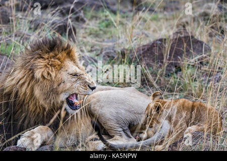 Ringhiando lion: aggressivo maschio adulto Masra lion (Panthera leo) bares i suoi denti come ringhia e snarls a accovacciata LION CUB, il Masai Mara, Kenya Foto Stock